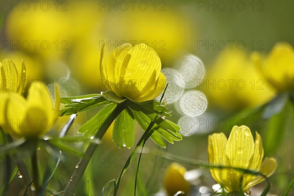 Winter aconites (Eranthis hyemalis), February, Germany, Europe