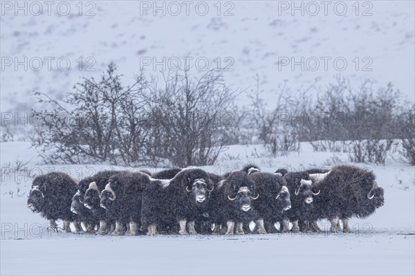 Musk oxen (Ovibos moschatus), herd in a snowstorm, standing, North Slope, Alaska, USA, North America