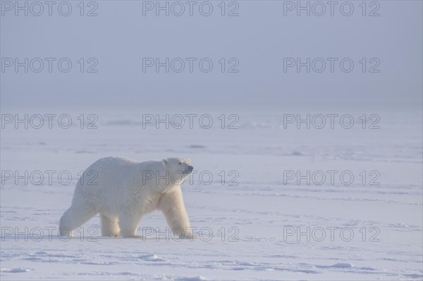 Polar bear (Ursus maritimus), walking in pack ice, Kaktovik, Arctic National Wildlife Refuge, Alaska, USA, North America