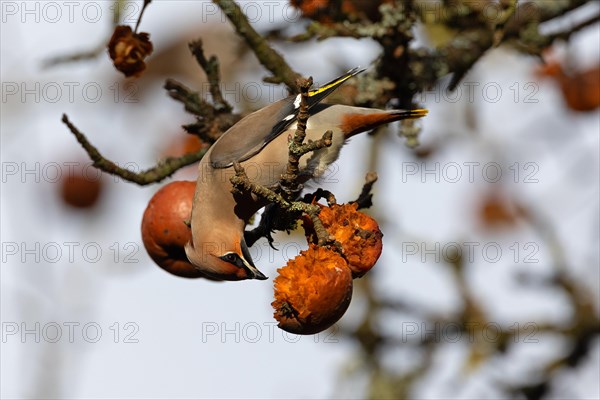 Bohemian waxwing (Bombycilla garrulus) feeding on apples, winter visitor, invasion bird, Thuringia, Germany, Europe