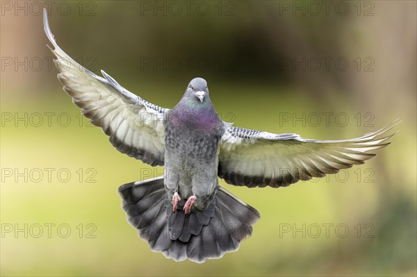 City dove (Columba livia forma domestica) in flight, wildlife, Germany, Europe