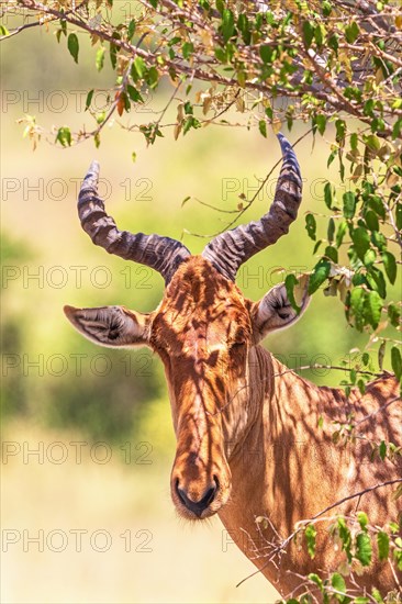 Hartebeest (Alcelaphus buselaphus) with big horns in the shade in the african savanna, Maasai Mara, Kenya, Africa