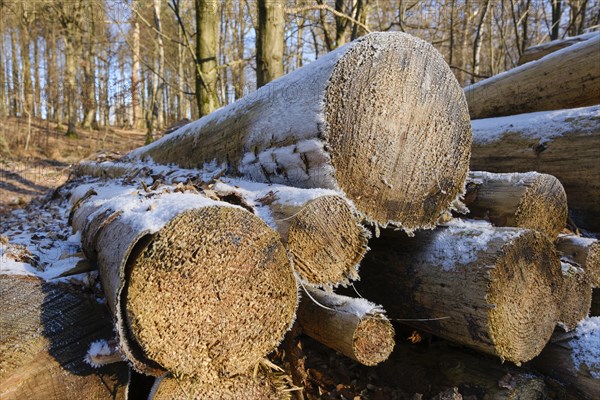Felled tree trunks, cut surface with hoarfrost, Arnsberg Forest nature park Park, Sauerland, North Rhine-Westphalia, Germany, Europe
