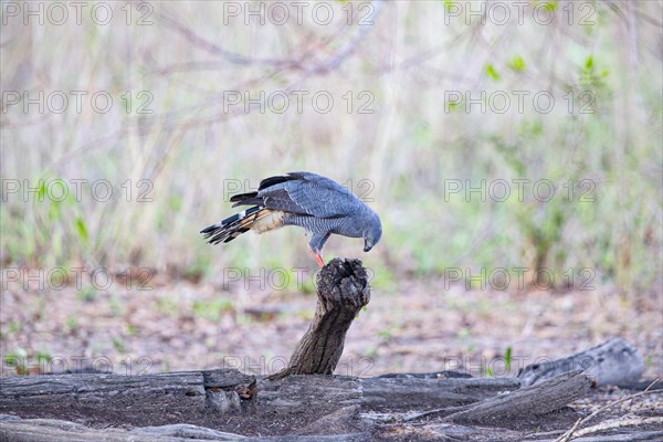 Stilt Buzzard (Geranospiza caerulescens) Pantanal Brazil