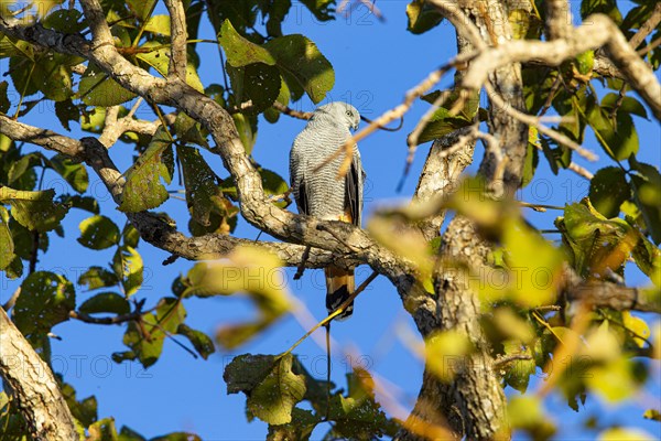 Stilt Buzzard (Geranospiza caerulescens) Pantanal Brazil