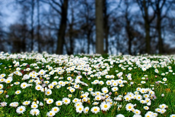 Spring meadow with Daisy (Bellis Perennis) Munich, Bavaria, Germany, Europe