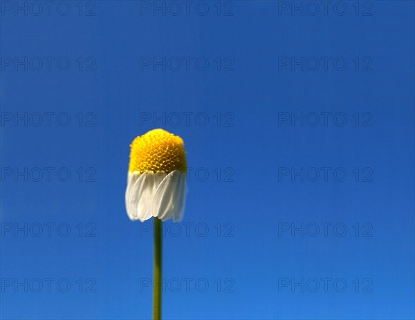 German chamomile (Matricaria chamomilla) Echte Kamille