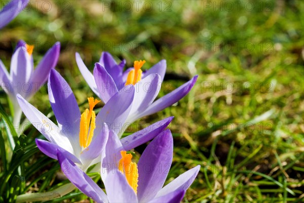 Spring crocus (Crocus Vernus) Munich, Bavaria, Germany, Europe