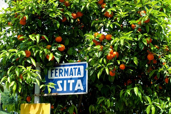 Sorrent bus stop and Orange Tree, Campania, Italy, Europe