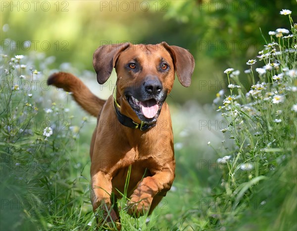 Dog, young dog, Rhodesian Ridgeback, recognised dog breed from South Africa (picture AI generated), AI generated
