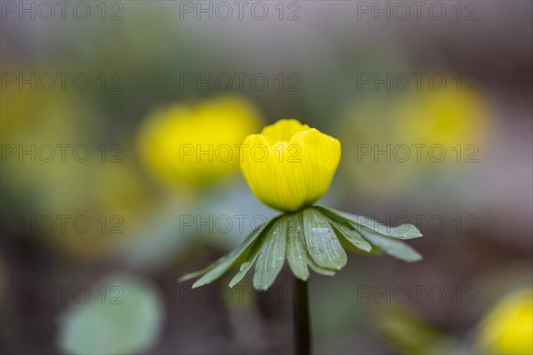 Flowering winter aconite (Eranthis hyemalis), Weinviertel, Lower Austria