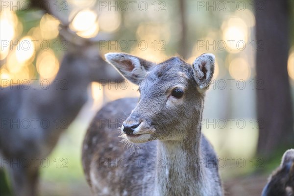 Fallow deer (Dama dama) doe, portrait, in a forest, Bavaria, Germany, Europe