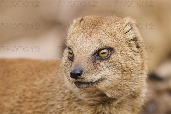 Yellow mongoose (Cynictis penicillata), portrait, Bavaria, Germany, Europe