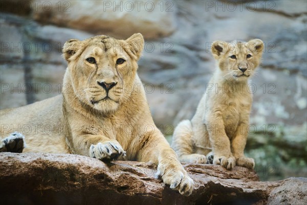 Asiatic lion (Panthera leo persica) mother with her cub on a rock, captive