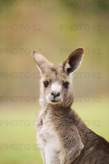 Western grey kangaroo (Macropus fuliginosus), portrait, Germany, Europe