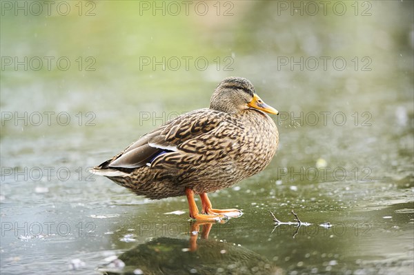 Wild duck (Anas platyrhynchos) female standing on the ice of a frozen lake, Bavaria, Germany, Europe