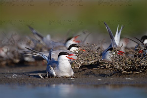 Common Tern (Sterna hirundo), breeding colony, Danube Delta Biosphere Reserve, Romania, Europe