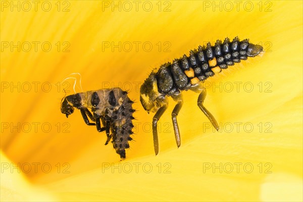 Larva with larval skin of the ladybird (Coccinella septempunctata) on the petal of a yellow flower in close-up, Hesse, Germany, Europe