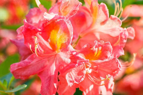 Rhododendron (azalea) flowers of various colors in the spring garden. Closeup. Blurred background