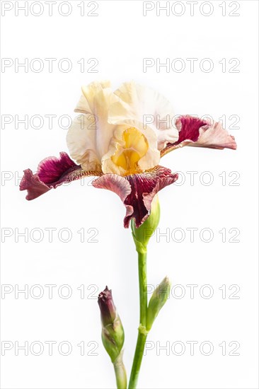 Beautiful multicolored iris flower isolated in white. Close up