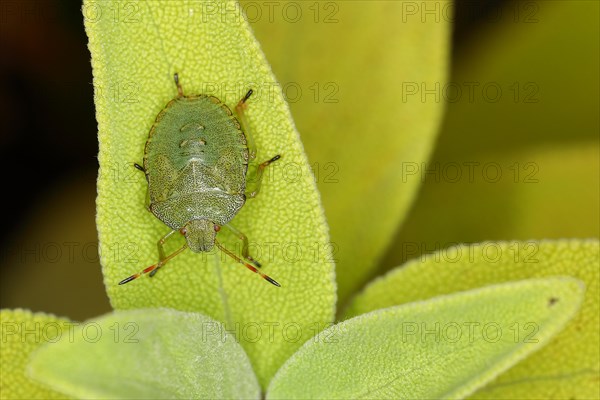 Green shield bug (Palomena prasina), on a leaf of the true sage (Salvia officinalis) Wilnsdorf, North Rhine-Westphalia, Germany, Europe