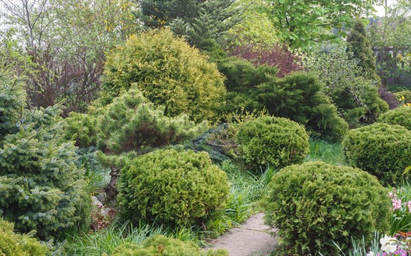 Coniferous trees in the garden: spruce, arborvitae, pine, fir, juniper. Beautiful landscape design