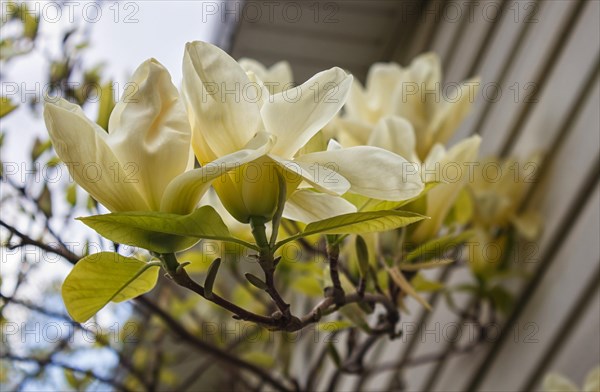 Blooming magnolia branch near the walls of the house