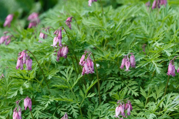 Blooming purple dicentra with ornamental leaves in the garden