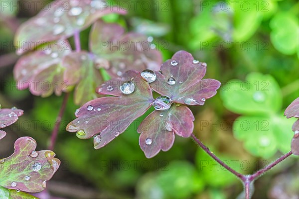 Water droplets on the leaves in the garden