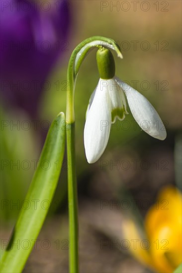 Blooming snowdrop in the botanical garden in spring