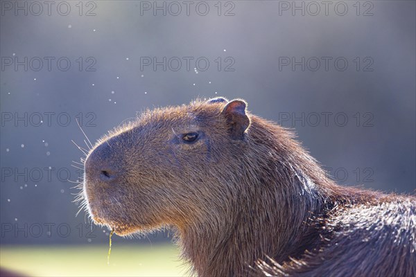 Capybara (Hydrochaeris hydrochaeris) Pantanal Brazil