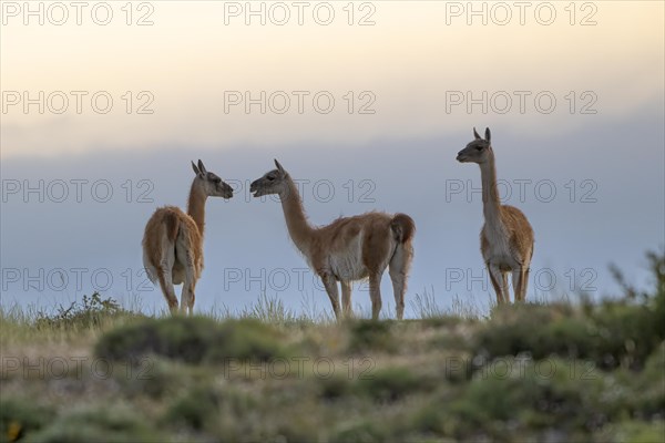 Guanaco (Llama guanicoe), Huanako, group in the evening light, Torres del Paine National Park, Patagonia, end of the world, Chile, South America