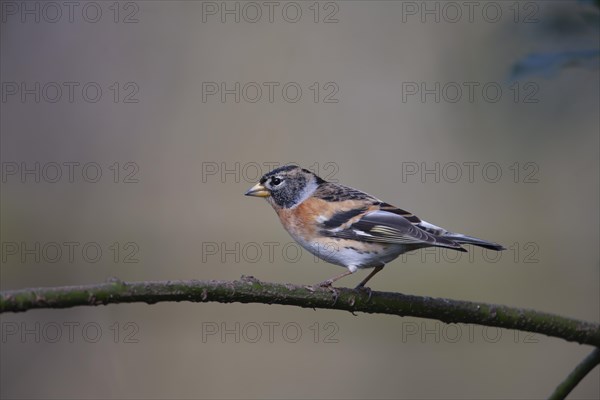 Brambling (Fringilla montifringilla) adult bird on a tree branch, England, United Kingdom, Europe