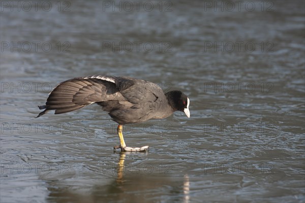 Coot (Fulica atra) adult bird stretching its wing on a frozen lake, England, United Kingdom, Europe