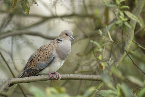 European turtle dove (Streptopelia turtur) adult bird on a tree branch, England, United Kingdom, Europe