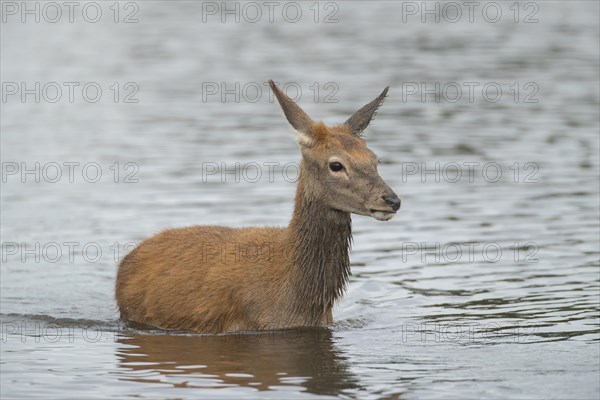 Red deer (Cervus elaphus) juvenile fawn walking in a lake, Surrey, England, United Kingdom, Europe