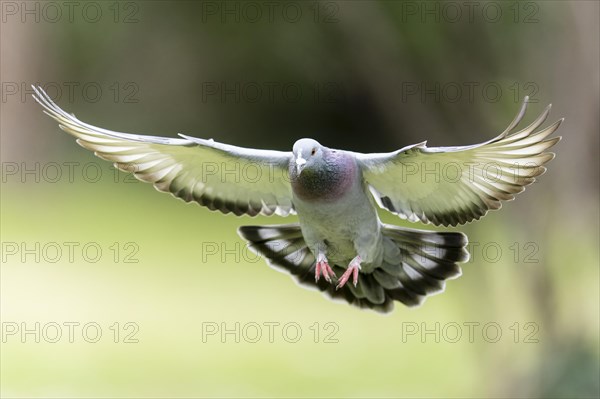 City dove (Columba livia forma domestica) in flight, wildlife, Germany, Europe