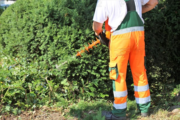 Man cutting hedges and greenery