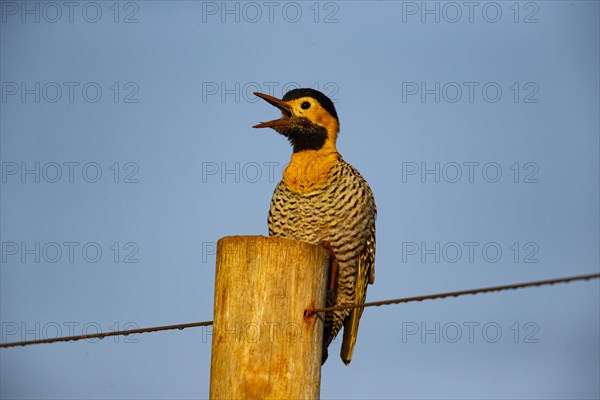 Pileated campo flicker (Colaptes campestris) Pantanal Brazil