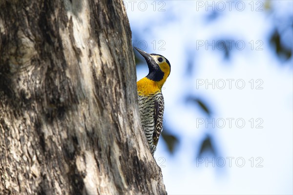 Pileated campo flicker (Colaptes campestris) Pantanal Brazil