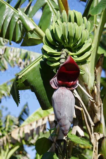 Banana (Musa paradisiaca), opened banana blossom, Trinidad, Cuba, Central America