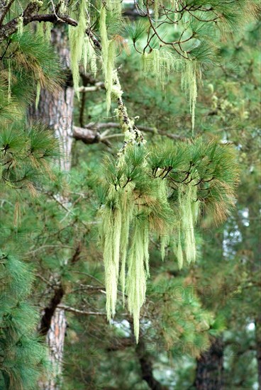 Old Man's Beard, Beard Lichen (Usnea filipendula) on a Canary Pine Tree (Pinus canariensis) La Palma, Canary Islands, Spain, Europe