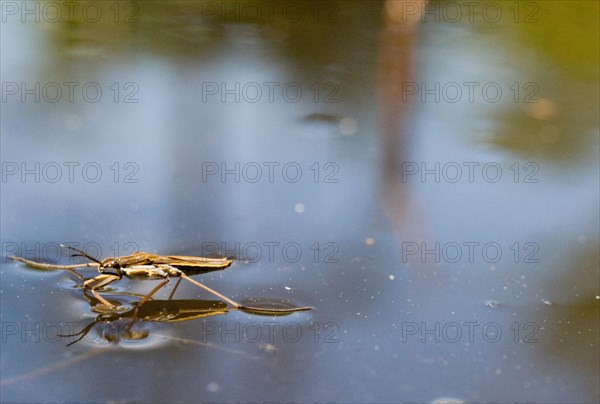 One single Water strider (Gerris lacustris)