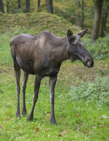 Elk (Alces alces), cow moose standing on a forest meadow, captive, Germany, Europe