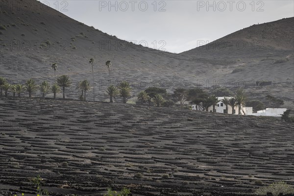 Wine growing in volcanic ash pits protected by dry stone walls, Yaiza, Lanzarote, Canary Islands, Spain, Europe