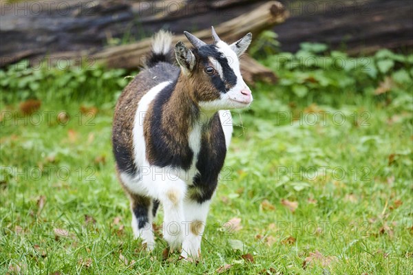Domestic goat (Capra hircus) walking on a meadow, Bavaria, Germany, Europe