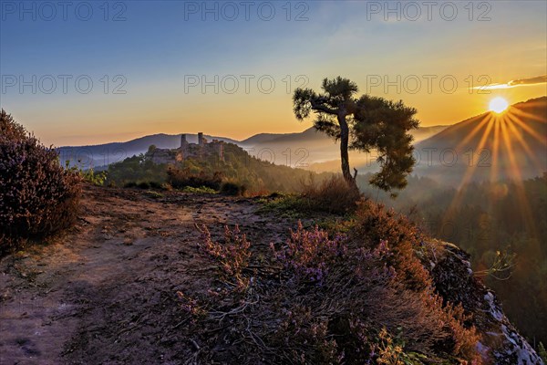 Morning light on the Haferfelsen with a striking pine tree and a view of the Alt Dahn castle ruins in the Pflaelzer forest. The picture is enriched by the blooming heath and the ground mist