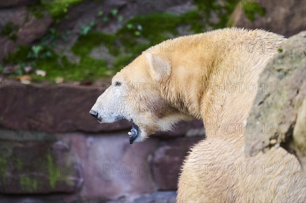 Polar bear (Ursus maritimus) portrait, captive, Germany, Europe