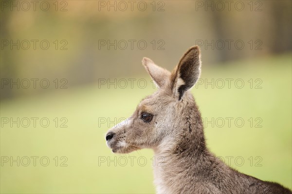 Western grey kangaroo (Macropus fuliginosus), portrait, Germany, Europe