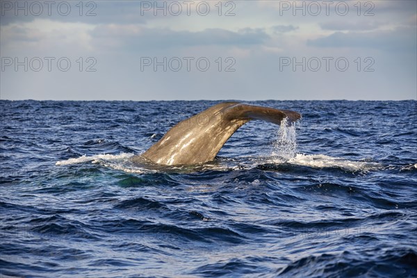 Schwanzflosse eines Wals taucht aus dem blauen Ozean, umgeben von kleinen Wellen, Abtauchender Pottwal im Nordmeer vor den Vesteralen